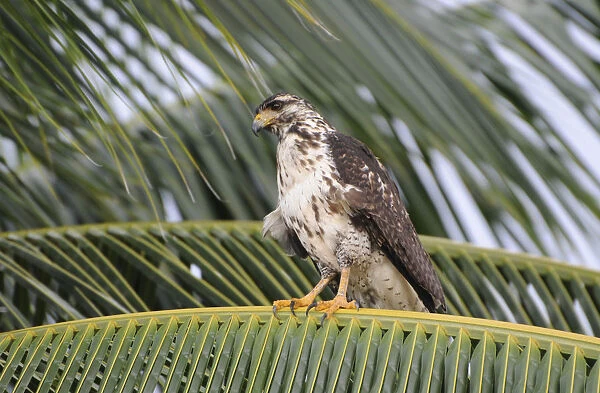 Juvenile black hawk, Buteogallus anthracinus, perched in coconut palm. Granito de Oro, Parque Nacional Coiba, Panama. UNESCO World Heritage Site