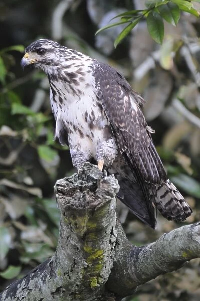 Juvenile black hawk, Buteogallus anthracinus. Granito de Oro, Parque Nacional Coiba, Panama. UNESCO World Heritage Site