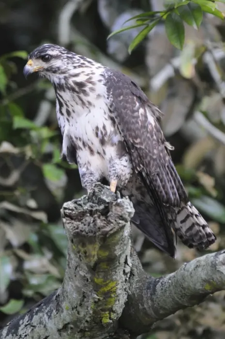 Framed Print : Juvenile black hawk, Buteogallus anthracinus. Granito de Oro, Parque Nacional Coiba, Panama. UNESCO World Heritage Site Framed Print : Juvenile black hawk, Buteogallus anthracinus. Granito de Oro, Parque Nacional Coiba, Panama. UNESCO World Heritage Site