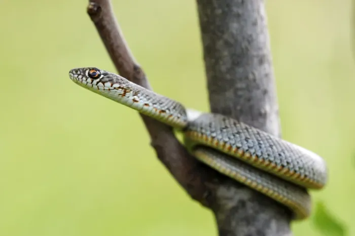 Framed Print : Juvenile Caspian Whip Snake (Dolichophis caspius) Framed Print : Juvenile Caspian Whip Snake (Dolichophis caspius)