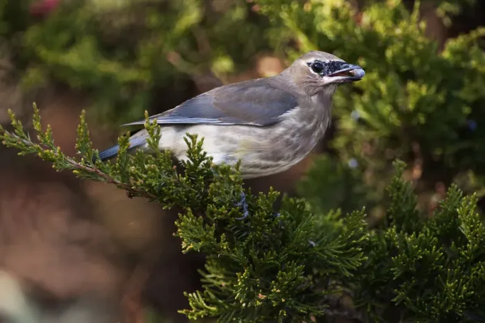 Framed Print : Juvenile cedar waxwing with juniper berry Framed Print : Juvenile cedar waxwing with juniper berry