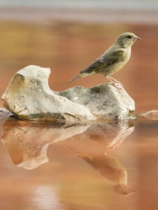 Framed Print : Juvenile European Greenfinch (Chloris chloris), Spain. On a stone reflected in water