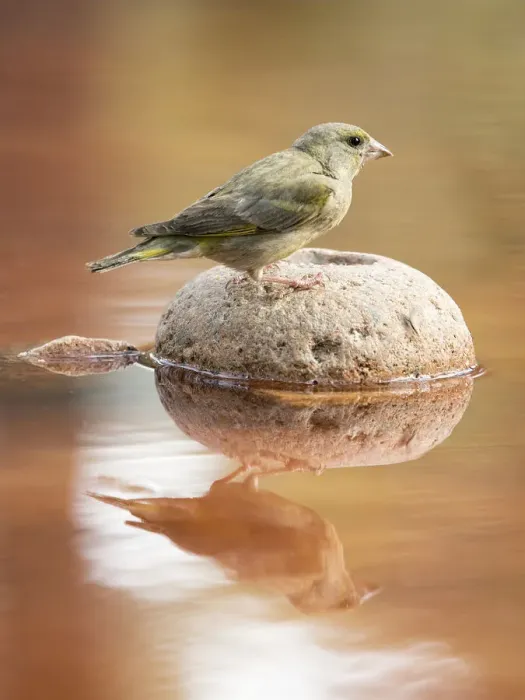 Framed Print : Juvenile European Greenfinch (Chloris chloris), Spain. On a stone reflected in water Framed Print : Juvenile European Greenfinch (Chloris chloris), Spain. On a stone reflected in water