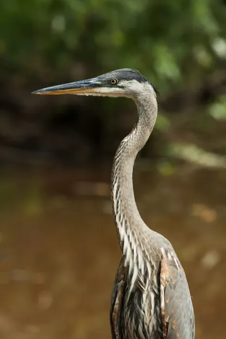 Framed Print : Juvenile great blue heron at pond Framed Print : Juvenile great blue heron at pond