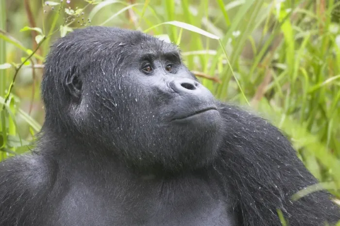 Framed Print : Juvenile Mountain Gorilla (Gorilla gorilla beringei)