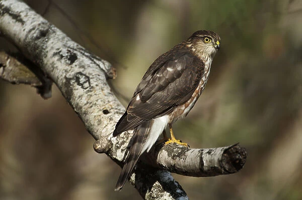 Juvenile sharp-shinned hawk hunting from perch
