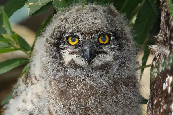 A juvenile Spotted Eagle Owl, Bubo africanus; hiding under a bush near the nest. About three weeks old at this stage and just starting to explore its surroundings. Photographed in Kirstenbosch National Botanical Garden, Cape Town, Western Cape Province