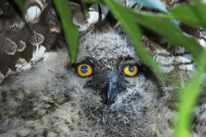 Framed Print : A juvenile Spotted Eagle Owl, Bubo africanus; hiding under a bush near the nest Framed Print : A juvenile Spotted Eagle Owl, Bubo africanus; hiding under a bush near the nest