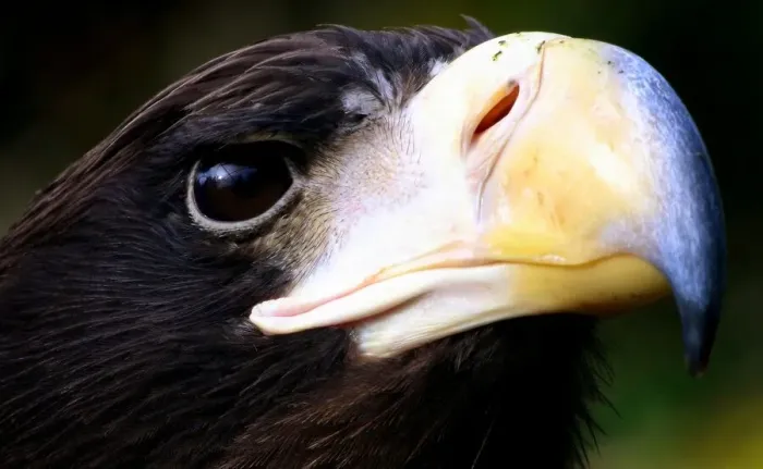 Framed Print : Juvenile Stellers Sea Eagle