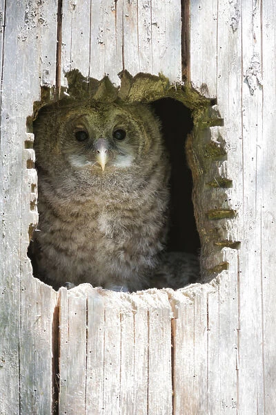 Juvenile Ural Owl -Strix uralensis-, Neuschoenau outdoor animal enclosure, Bavarian Forest, Bavaria, Germany, Europe, PublicGround