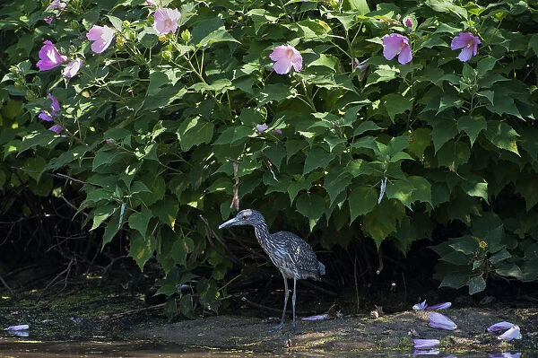 Juvenile yellow-crowned night heron in August