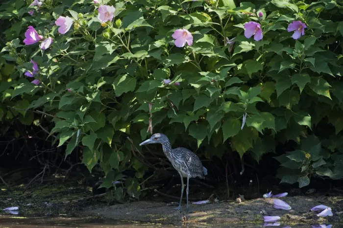 Framed Print : Juvenile yellow-crowned night heron in August Framed Print : Juvenile yellow-crowned night heron in August
