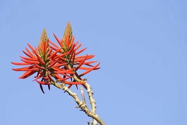 Kaffirboom coral (Erythrina caffra Thunb. ) flowers