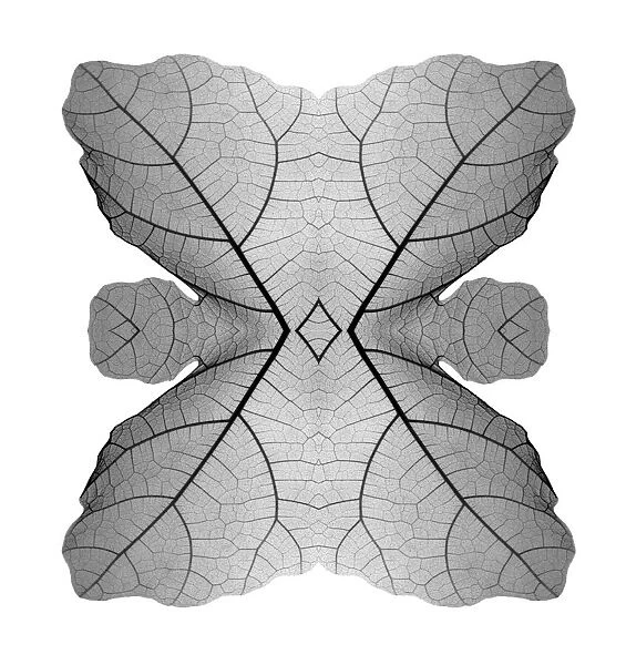 Kaleidoscopic x-ray of a leaf, X-ray