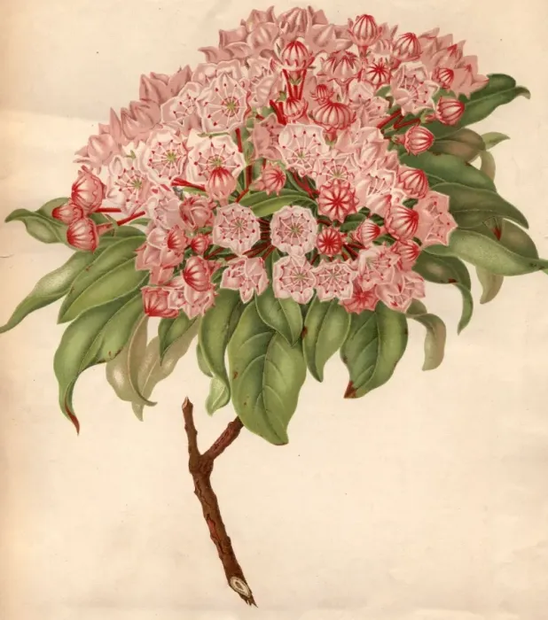 Framed Print : Kalmia Latifolia Framed Print : Kalmia Latifolia