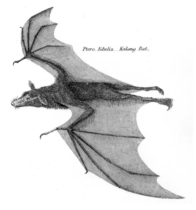 Framed Print : Kalong bat illustration 1803 Framed Print : Kalong bat illustration 1803