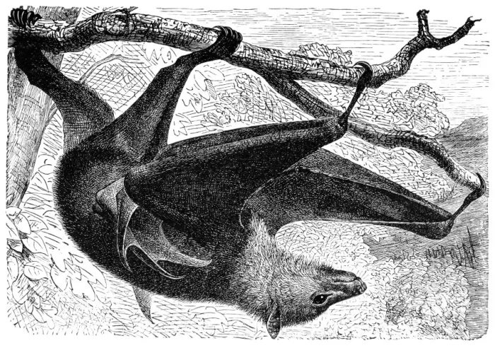 Framed Print : Kalong (Pteropus Edulis)