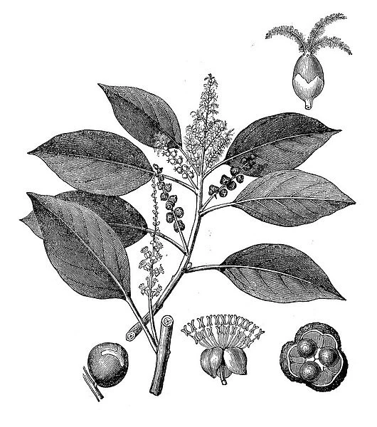 Kamala tree or red kamala or kumkum tree (Mallotus philippensis)