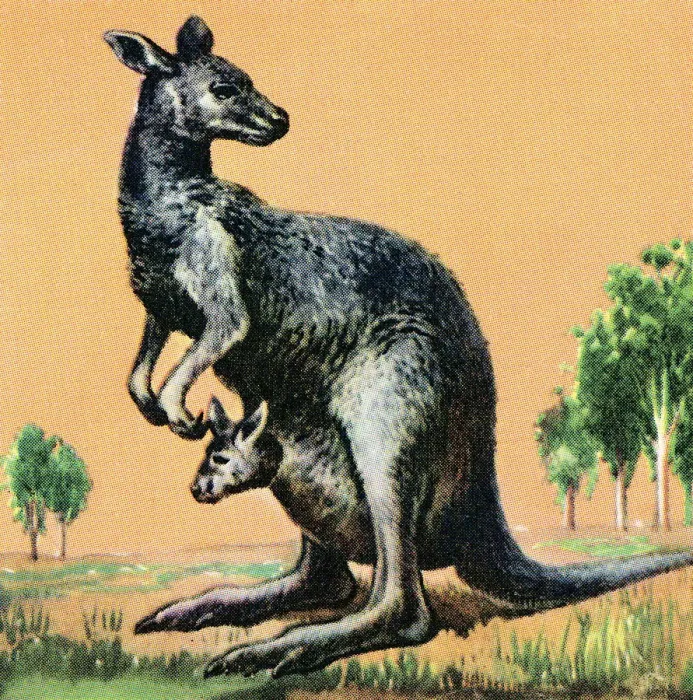 Framed Print : Kangaroo. http: / / csaimages.com / images / istockprofile / csa_vector_dsp.jpg Framed Print : Kangaroo. http: / / csaimages.com / images / istockprofile / csa_vector_dsp.jpg
