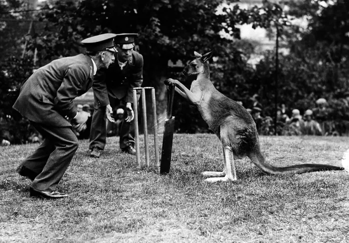Framed Print : Kangaroo Cricket Framed Print : Kangaroo Cricket
