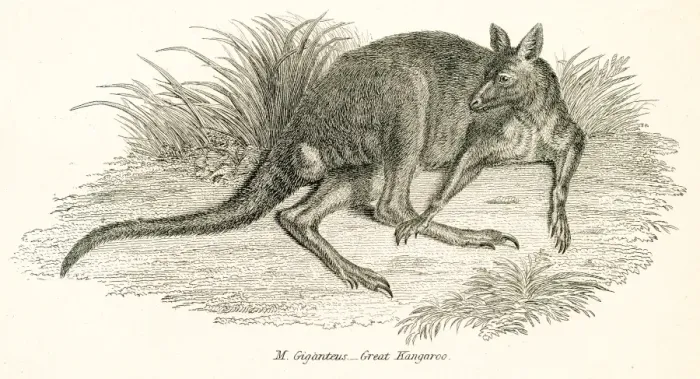 Framed Print : Kangaroo engraving 1803 Framed Print : Kangaroo engraving 1803