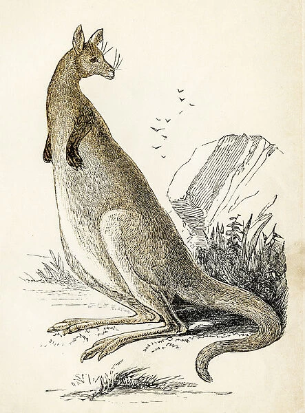 Kangaroo engraving 1851