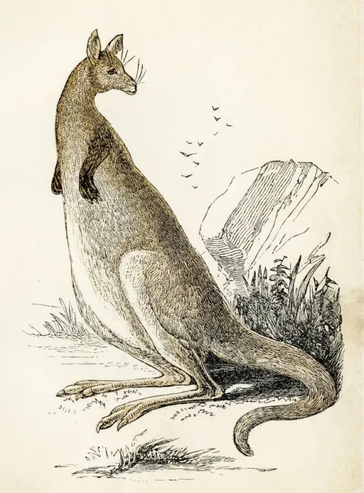 Framed Print : Kangaroo engraving 1851 Framed Print : Kangaroo engraving 1851