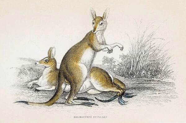Kangaroo engraving 1855