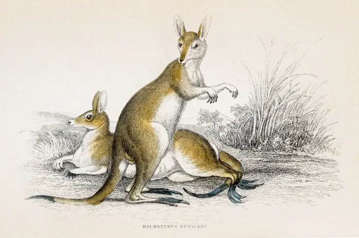 Framed Print : Kangaroo engraving 1855 Framed Print : Kangaroo engraving 1855