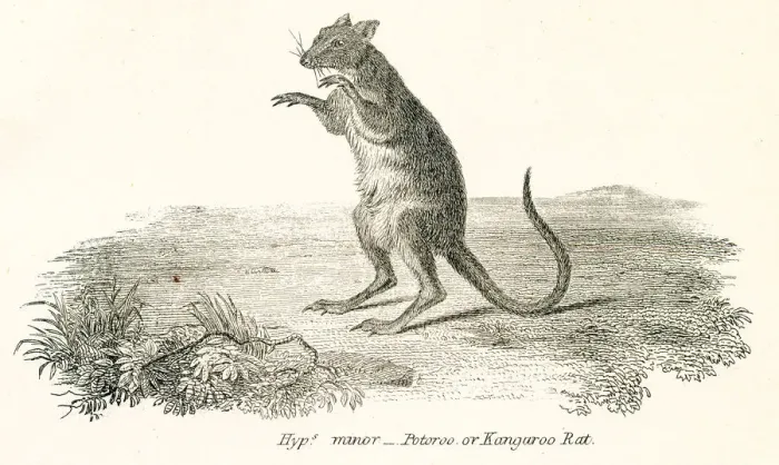 Framed Print : Kangaroo rat engraving 1803 Framed Print : Kangaroo rat engraving 1803