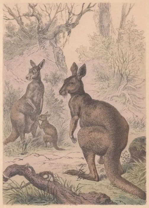 Framed Print : Kangaroos, hand-colored lithograph, published in 1887