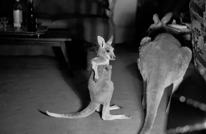 Framed Print : Kangaroos Living in Lincoln Framed Print : Kangaroos Living in Lincoln