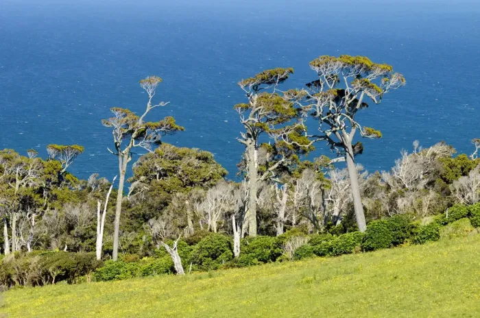 Framed Print : Kanuka trees -Kunzea ericoides-, the sea at the back, Catlins, South Island, New Zealand Framed Print : Kanuka trees -Kunzea ericoides-, the sea at the back, Catlins, South Island, New Zealand