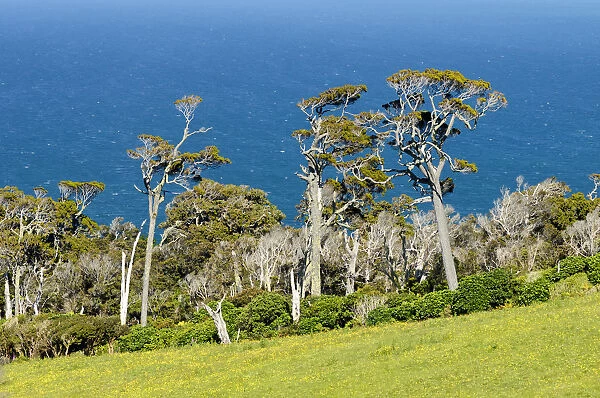 Kanuka trees -Kunzea ericoides-, the sea at the back, Catlins, South Island, New Zealand
