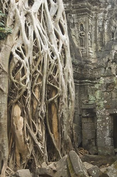 Kapok tree, Ta Som Temple, Angkor, Siem Reap