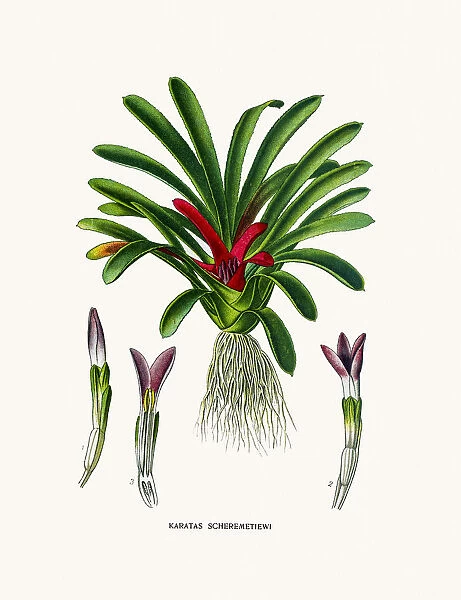 Karatas (Bromelia) house plant