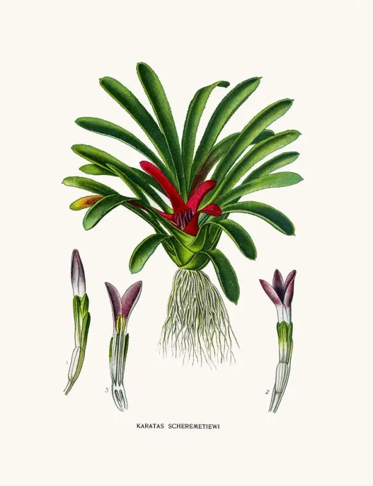 Framed Print : Karatas (Bromelia) house plant Framed Print : Karatas (Bromelia) house plant