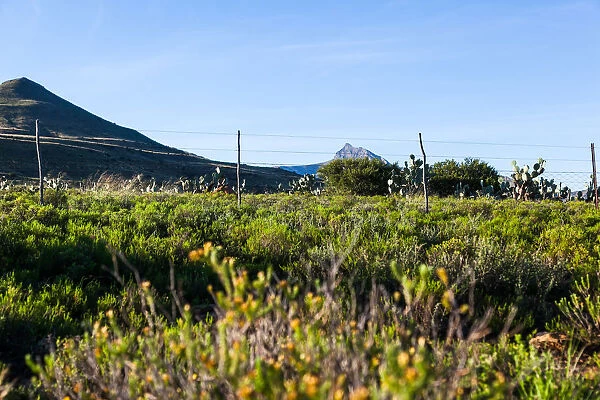 Karoo landscape, with mountains and unique fauna. Kompasberg mountain is in the background