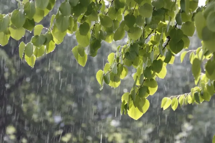 Framed Print : Katsura tree (Cercidiphyllum) during a summer rain Framed Print : Katsura tree (Cercidiphyllum) during a summer rain