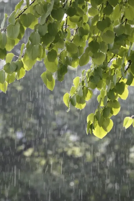 Framed Print : Katsura tree (Cercidiphyllum) during a summer rain Framed Print : Katsura tree (Cercidiphyllum) during a summer rain