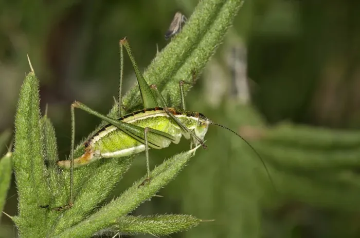 Framed Print : Katydid or Bush-cricket -Poecilimon jonicus-, female, Makrigialos, Greece, Europe