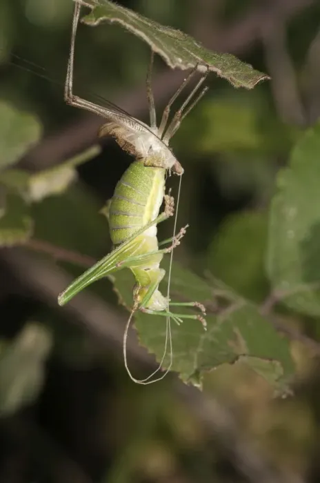 Framed Print : Katydid or Bush-cricket -Tettigoniidae sp. - shedding its skin, Lake Kerkini region, Greece, Europe Framed Print : Katydid or Bush-cricket -Tettigoniidae sp. - shedding its skin, Lake Kerkini region, Greece, Europe