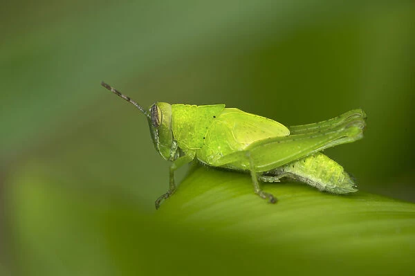 Katydid species -Tettigoniidae spec. -, male, Tambopata Nature Reserve, Madre de Dios region, Peru
