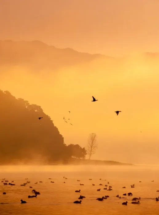 Framed Print : Kawaguchi lake with flying ducks and mist Framed Print : Kawaguchi lake with flying ducks and mist