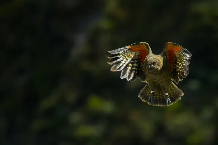 Framed Print : Kea (Nestor notabilis) in flight, New Zealand Framed Print : Kea (Nestor notabilis) in flight, New Zealand