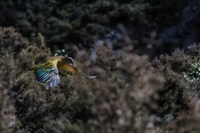 Framed Print : Kea (Nestor notabilis) in flight, New Zealand Framed Print : Kea (Nestor notabilis) in flight, New Zealand