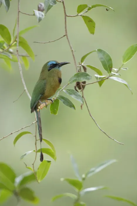 Framed Print : Keel-billed Motmot Framed Print : Keel-billed Motmot