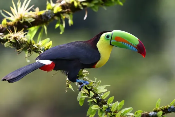 Framed Print : Keel-billed Toucan Framed Print : Keel-billed Toucan