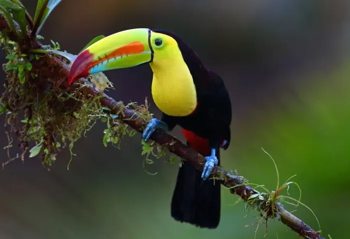 Framed Print : Keel-billed Toucan Framed Print : Keel-billed Toucan