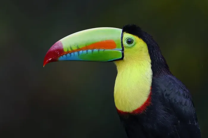 Framed Print : Keel-billed Toucan Framed Print : Keel-billed Toucan